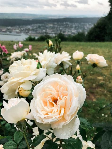 Taking a Castle Cruise from Rudesheim am Rhein - Love.Laugh.Explore.