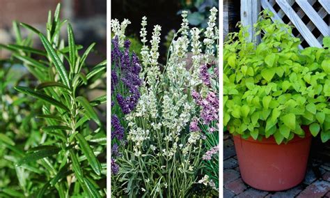 8 Plants That Repel Mosquitoes Naturally