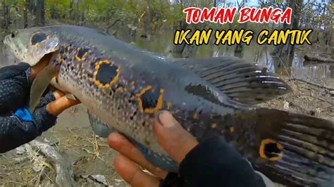 Spot Ini Di Huni Banyak Ikan Predator Mancing Casting Ikan Toman