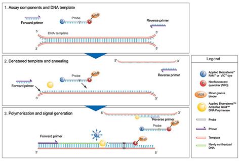 How Taqman Assays Work Thermo Fisher Scientific Uk
