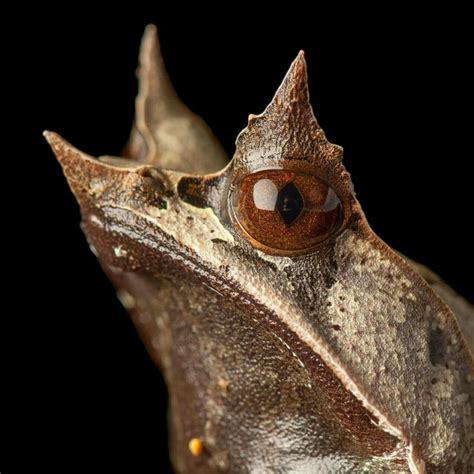 Malaysian Horned Leaf Frog Megophrys Nasuta Frog Pictures Frog