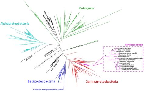 Figure From Identification And Phylogenetic Analysis Of Heme