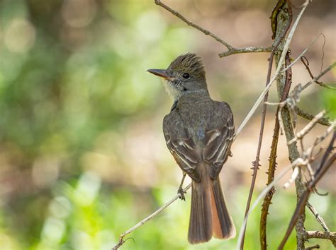 Great Crested Flycatcher Nathan Lamar Larsen Flickr