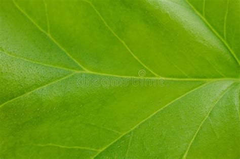 Close Up De Uma Grande Folha Verde De Uma Planta Da Casa Veias Tema