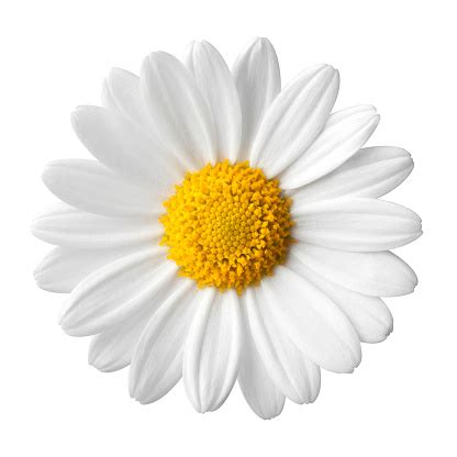 Daisy On A White Background Stock Photo - Download Image Now - iStock