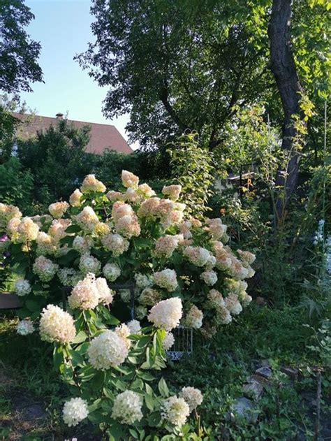 14 Dwarf Hydrangeas that Stay Small Without Pruning | Garden Design