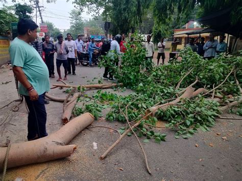 A Tree Branch Fell On The Road Pedestrians Had A Narrow Escape