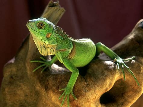 Facts About Reptiles | SCIENCE EDUs NOTE