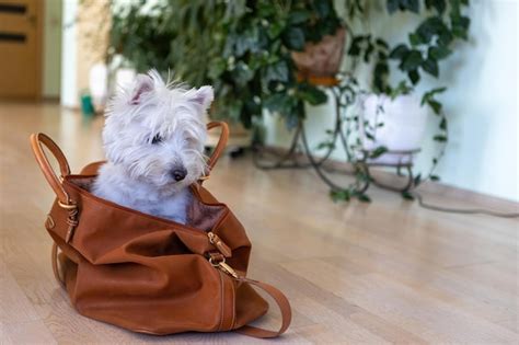 West Highland White Terrier Senta Se Em Uma Mala De Viagem Um Cachorro