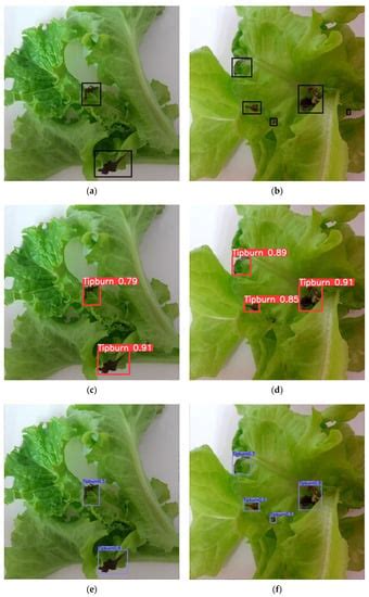 Sensors Free Full Text Detection Of Tip Burn Stress On Lettuce