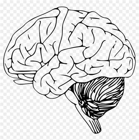 Real Brain Transparent Png Brain Outline Free Transparent Png