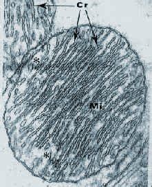 Mitocondria