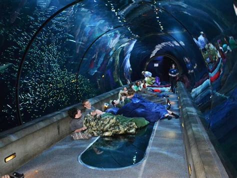 19 Must-See Aquariums to Visit | Venedig