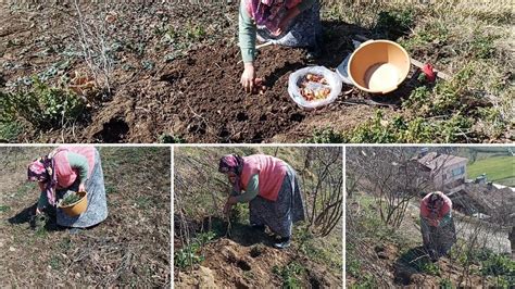 Karadeniz De Ya Am K Yde Hayat Yabani Otlar Bah E Leri G Nl K