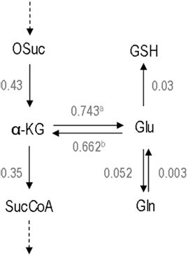 Total metabolic fluxes at the glutamate α ketoglutarate node The