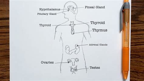 How To Draw Endocrine System Easily Youtube