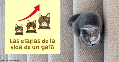 Las Misteriosas Etapas De La Vida De Los Gatos