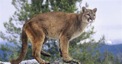 Mountain Lion Photos Wallpicsnet