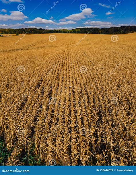 Autumn Aerial Panoramic Drone Countryside Corn Field And Forest Stock