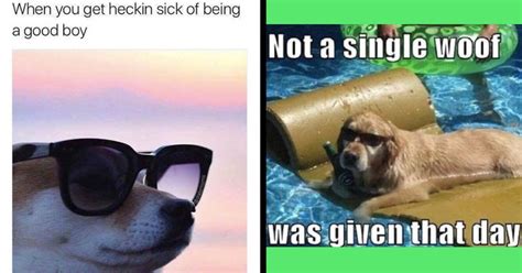 Bad Dog Funniest Rebellious Dog Memes Of The Week Bad Dog Bad Dog