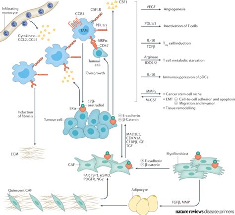 Nature Reviews Disease Primers On Twitter The Immune System In