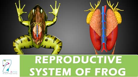 Diagram Of The Reproductive System Of A Frog Draw A Neat And