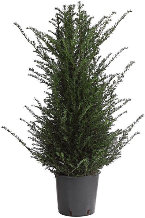 Dehner Gemeine Eibe Taxus Baccata Cm Getopft 1 Pflanze Ab 44 99