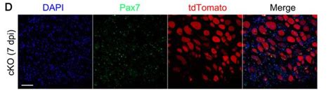 PAX7 Antibody Affinity Biosciences LTD 亲科生物官网