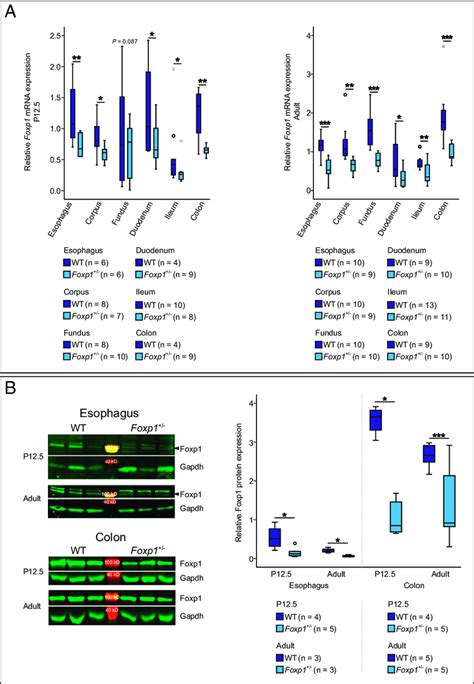 Foxp Mrna And Protein Levels Are Reduced In The Gi Tract Of Foxp