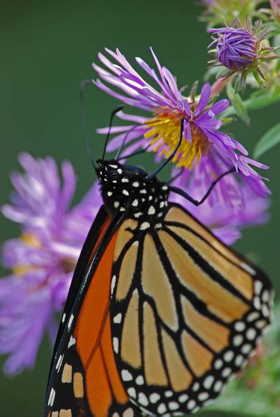 Bugs And Butterflies Southern Indiana Nature Photography