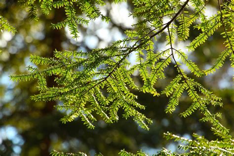 Twigs Tree Coniferous Free Photo On Pixabay