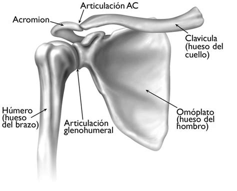 El Hombro Como Complejo Articular Primordial Entrena Con Lite