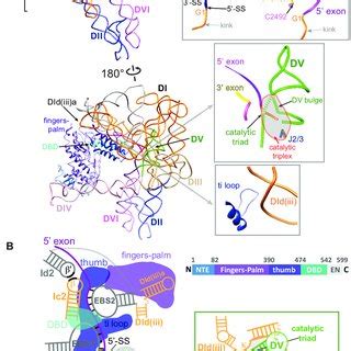 Distinctive Features Of The Of The Pre Catalytic RNP Structure A Two