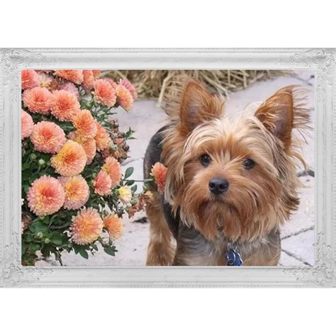 Broderie Diamant Yorkshire Terrier Animaux Chien Lartera