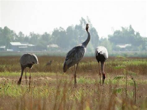 Láng Sen Wetland Reserve - Alchetron, the free social encyclopedia