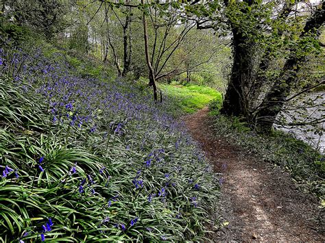 Bluebells Along The Camowen River Kenneth Allen Cc By Sa 2 0