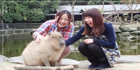 How Do Capybaras Communicate And Interact With Humans