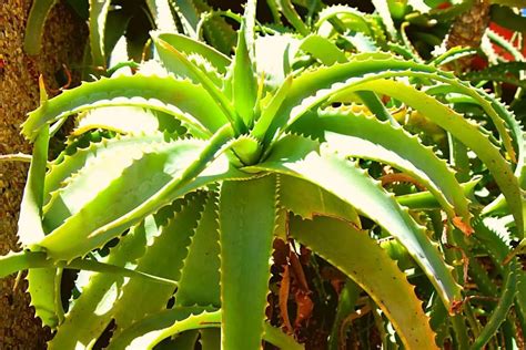 Does Aloe Plant Need Sunlight To Thrive - Gardening Dream