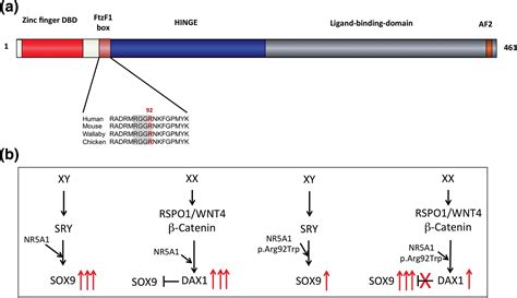 Anomalies In Human Sex Determination Provide Unique Insights Into The