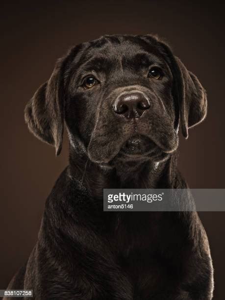 Labrador Face Photos Et Images De Collection Getty Images