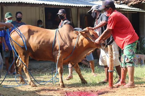 Dari Kambing Sampai Unta Inilah Harga Hewan Kurban Untuk Idul Adha 2023