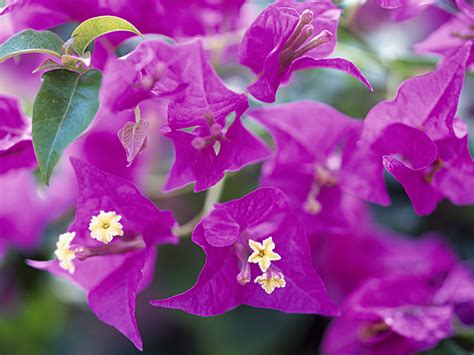 ブーゲンビリア 花言葉 一覧・花図鑑・花の写真 フラワーライブラリー