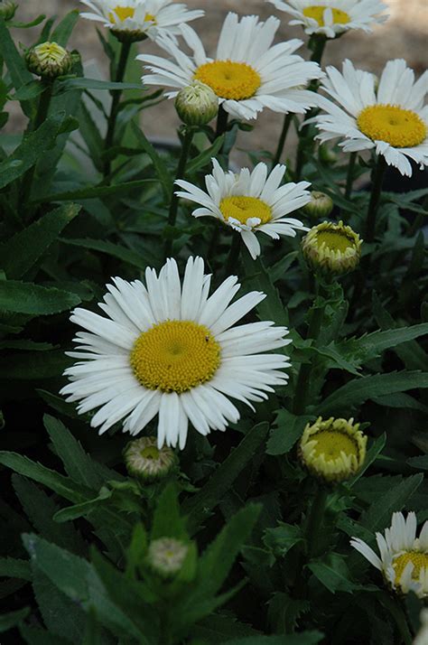 Snow Lady Shasta Daisy Leucanthemum X Superbum Snow Lady In Long