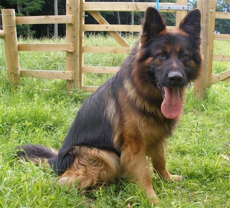 Cute Old German Shepherd Dog photo and wallpaper. Beautiful Cute Old German Shepherd Dog pictures