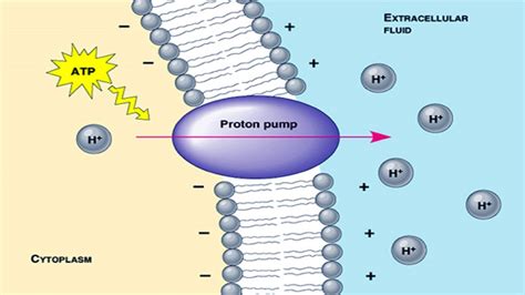 Protein Pump Diagram