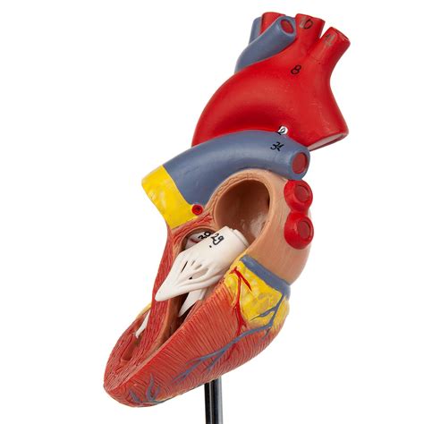 Buy Axis Scientific Heart Model 2 Part Deluxe Life Size Human Heart