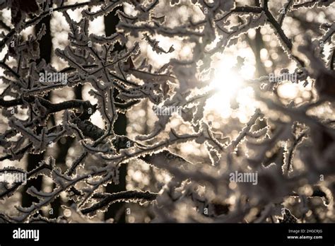 Natural Winter Background Hi Res Stock Photography And Images Alamy