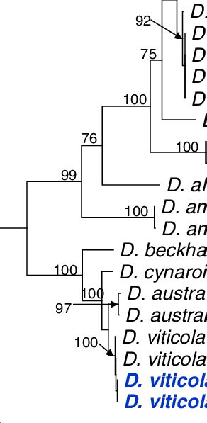 Phylogenetic Tree Based On Maximum Likelihood ML Analysis Of