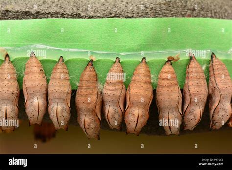 Insect Cocoons