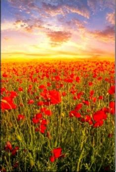 Solve Pole máku Poppy field jigsaw puzzle online with 70 pieces